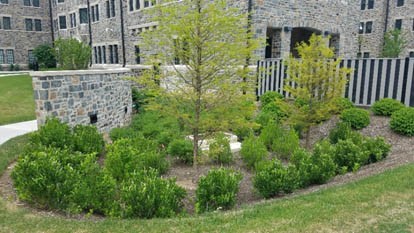 One of the ten rain gardens on site that receives runoff.