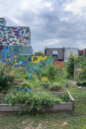A community garden in Philadelphia