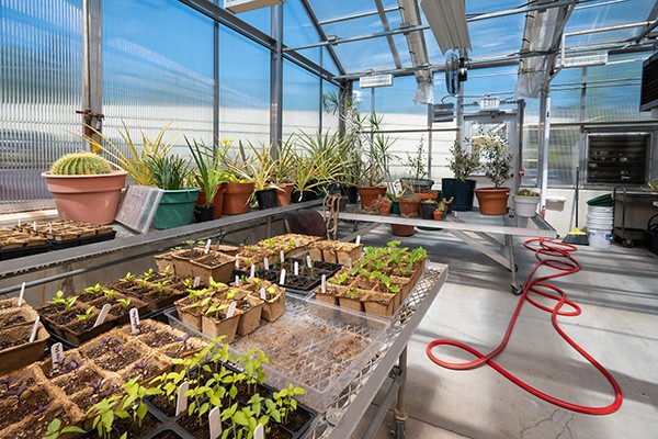 An interior view of the Villanova greenhouse (Zone three)
