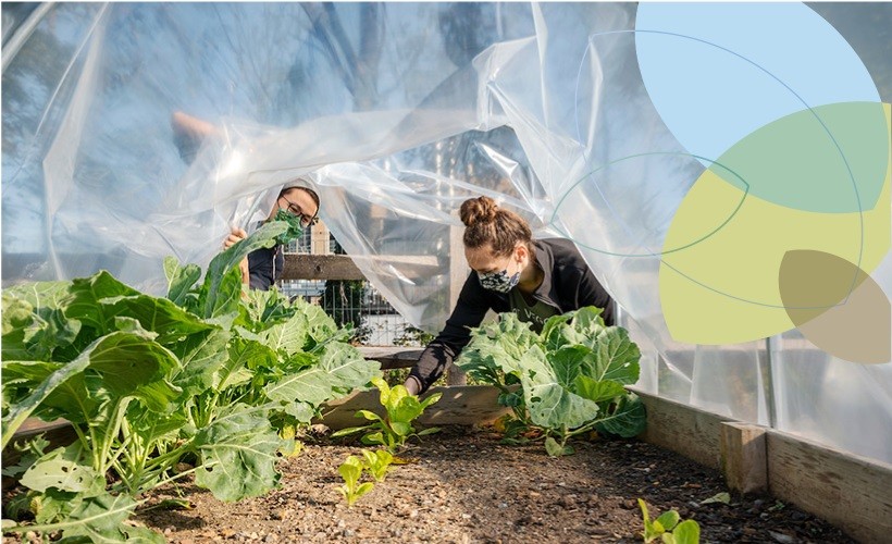 Two students work in the Research Garden on Villanova's campus. students work in garden