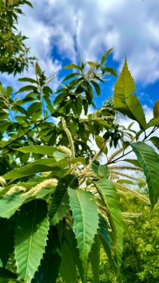 With dedicated research and planning, scientists hope to restore the American chestnut to its historic native range and beyond.